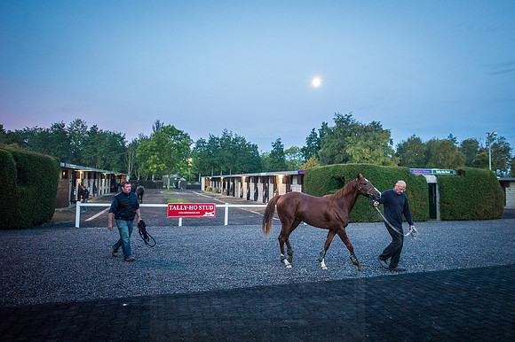 Goffs Orby 2015 -31