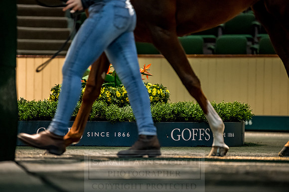 Goffs Orby 2018 Day 1-193