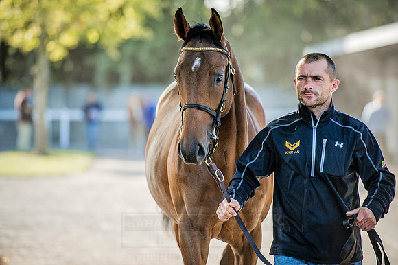 Goffs Orby 2015 -365