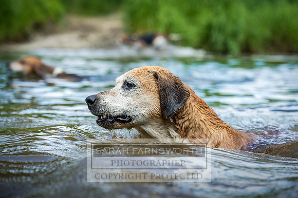 Desmond 040616-166