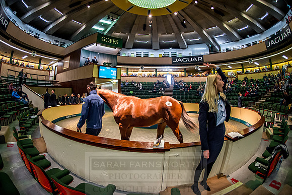 Goffs Orby 2018 Day 1-292