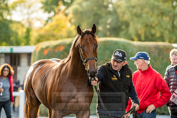 Goffs Orby 2018 Day 1-356