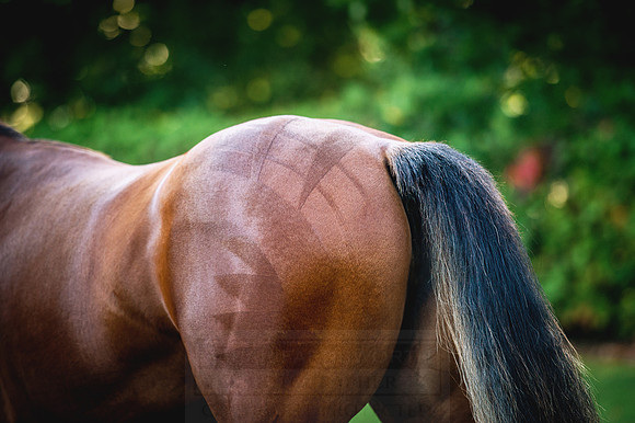 Goffs Orby 2015 -132