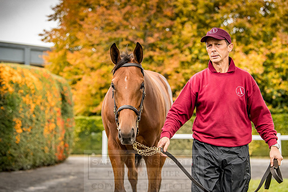 Goffs Orby 2018 Day 1-83