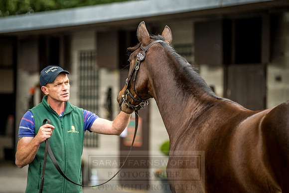 Goffs Orby 2018 Day 2-85