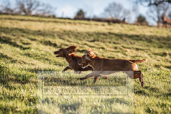 Avonmeadow Stud Dogs-30
