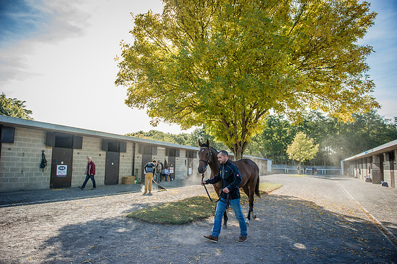 Goffs Orby 2015 -366