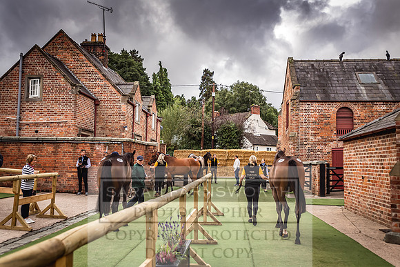 Goffs Yorton Sale 2022-35