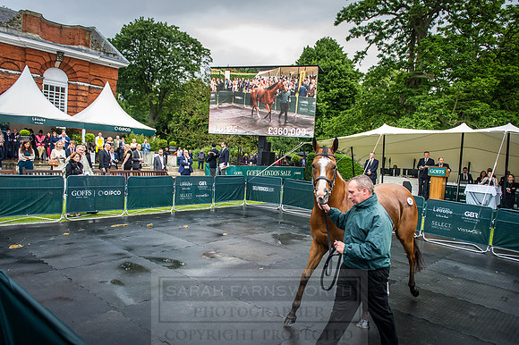 Goffs London Sale 2016-376