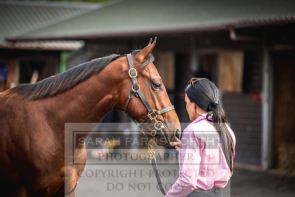 Goffs UK PY24-269