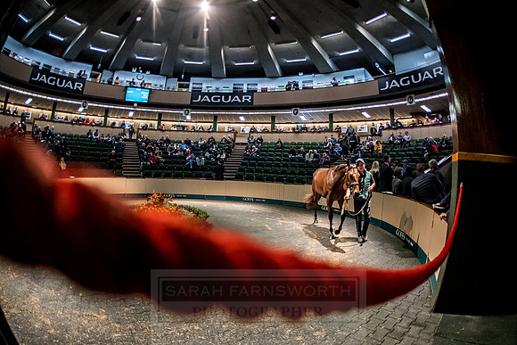 Goffs Orby 2018 Day 1-282