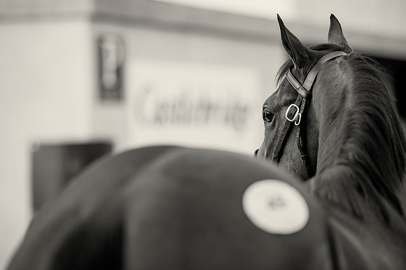 Goffs Orby14 CF1 234 bw