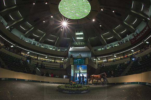 Goffs Orby 2015 -540