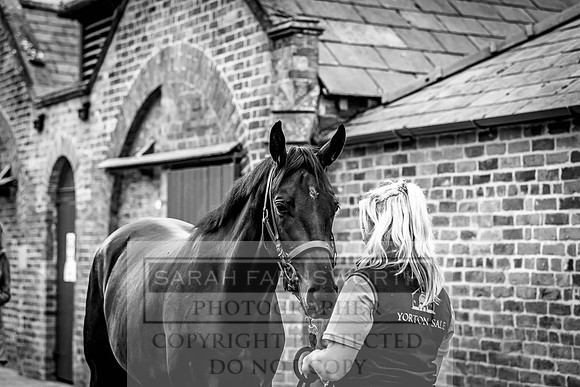 Goffs Yorton Sale 2022-2