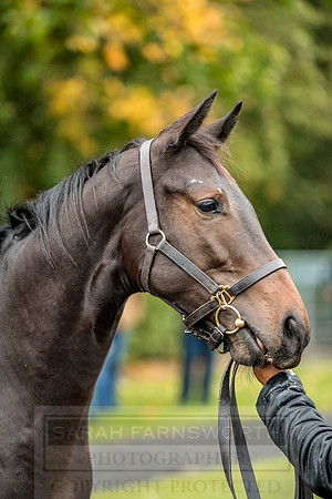 Goffs Orby 2018 Day 2-66
