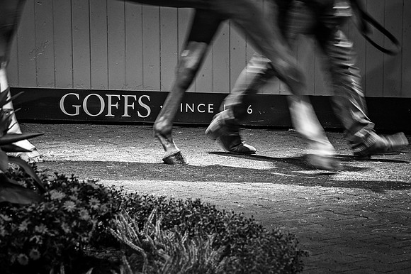 Goffs Orby 2015 -347 bw
