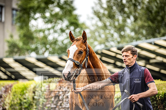 Goffs Land Rover Sale 2022-590