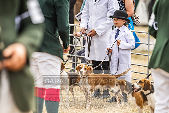 Honiton Hound Show 2022-45