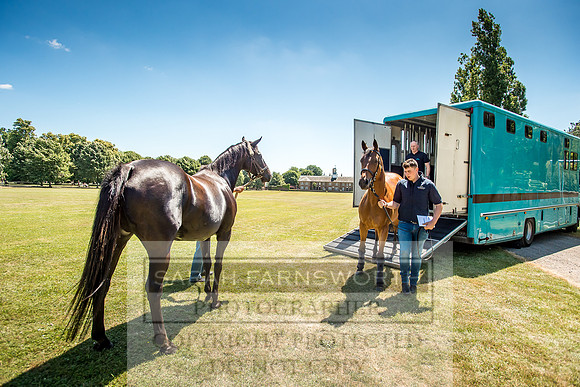 Goffs London Sale 2018-9