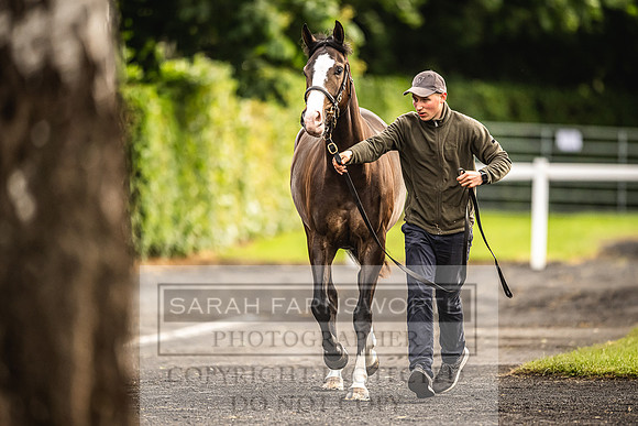 Goffs Land Rover Sale 2022-499