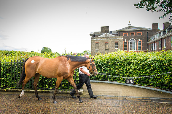 Goffs London Sale 2016-144