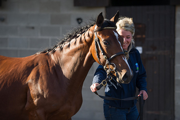 Goffs Orby14 CF7 255