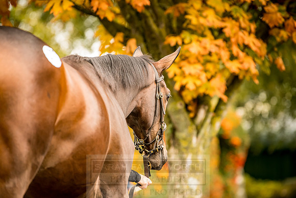 Goffs Orby 2018 Day 1-76