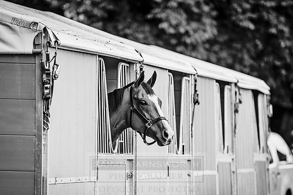 Goffs London Sale 2016-26