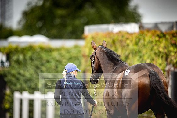 Goffs Land Rover Sale 2022-614