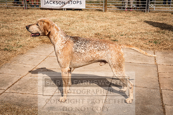 Honiton Hound Show 2022-76