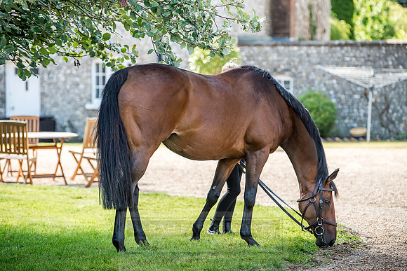 GUK Goodwood Sale 2018-9