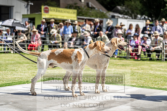 Builth Hound Show 2019-66