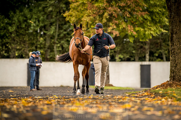 Goffs Orby 2018 Day 1-86