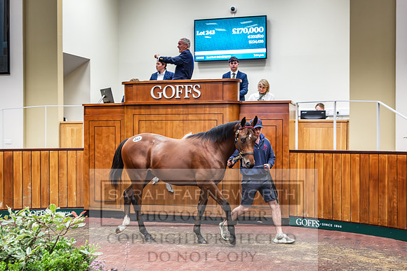 Goffs UK PY24-238