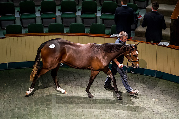 Goffs Orby 2018 Day 1-157