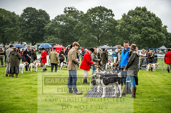 Lowther Hound Show 2017-1