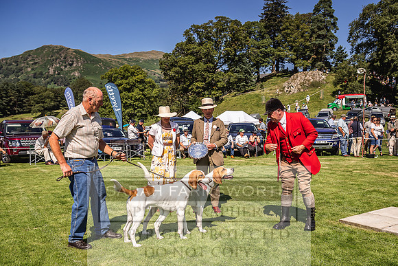 Rydal Hound Show 2022-82