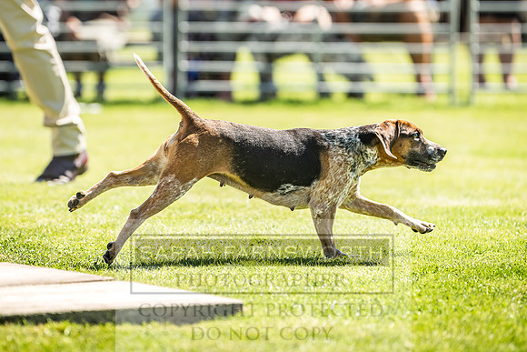 Rydal Hound Show 2022-158