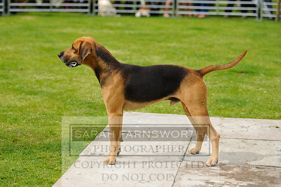 Rydal 2014 CF2 524
