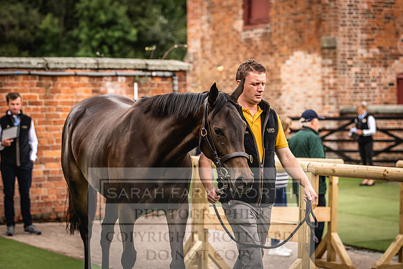 Goffs Yorton Sale 2022-19