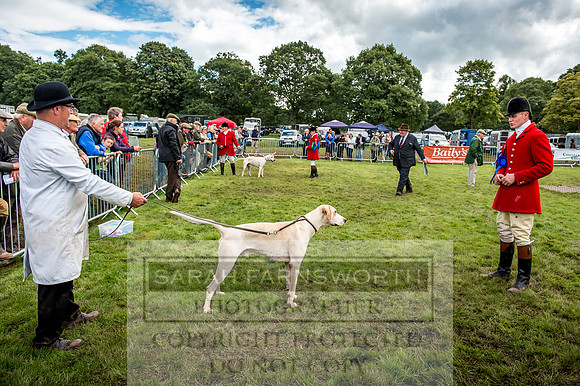 Lowther Hound Show 2017-118