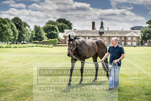 Goffs London Sale 2019-4
