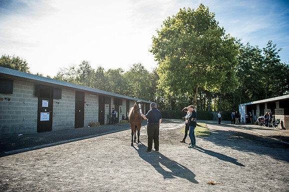 Goffs Orby 2015 -372