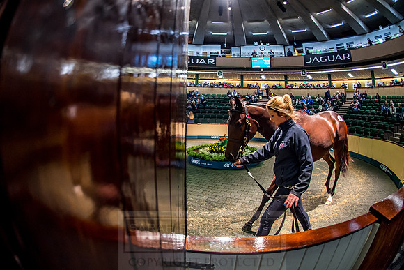 Goffs Orby 2018 Day 1-288