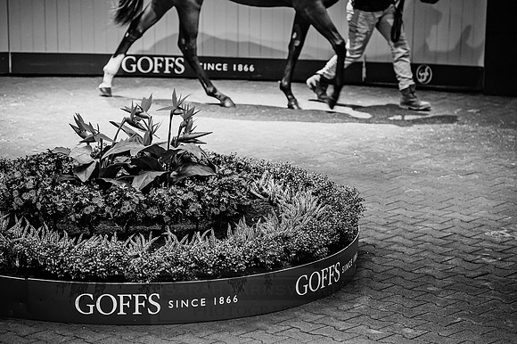 Goffs Orby 2015 -341 bw