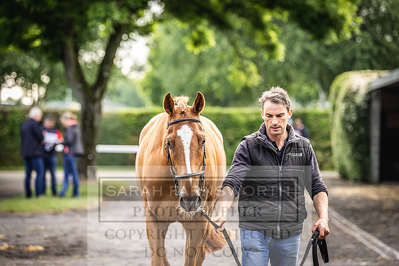 Goffs Land Rover Sale 2022-30