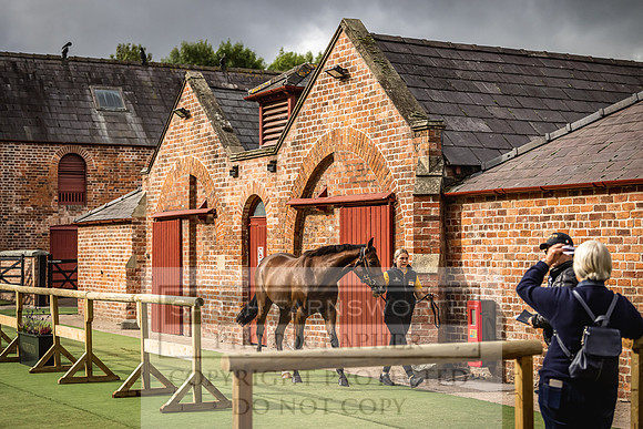 Goffs Yorton Sale 2022-28