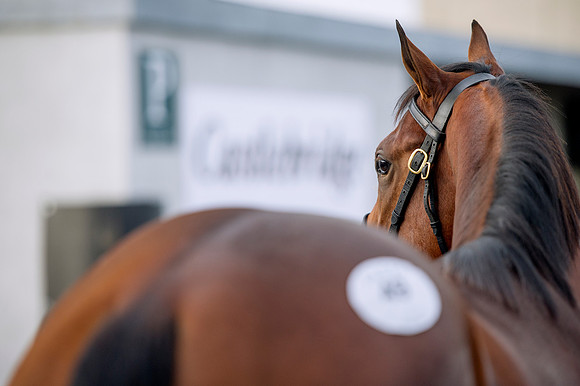 Goffs Orby14 CF1 234