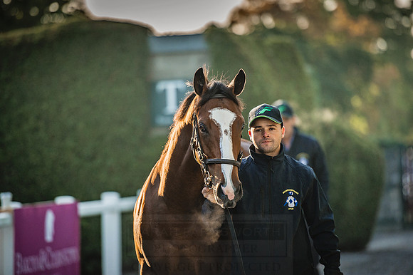Goffs Orby 2015 -134