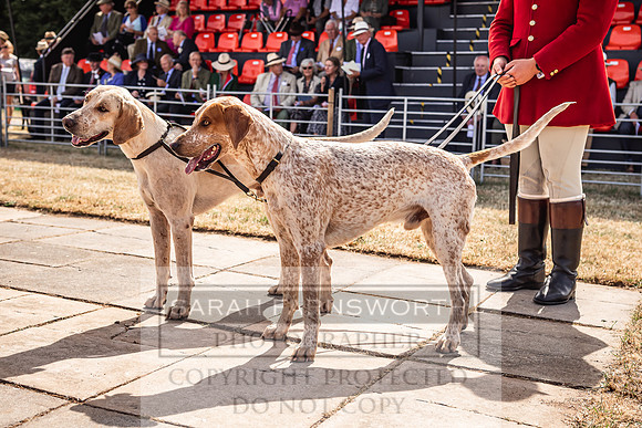 Honiton Hound Show 2022-97